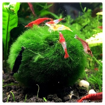 Cladophora aegagropila GAŁĘZATKA KULISTA 1-2cm