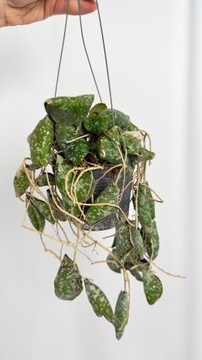HOYA Imbricata|SADZONKA ROŚLINY Roślina kolekcjonerska