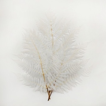 Paproć Stabilizowana - Big fern - Bielona
