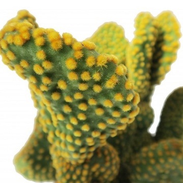 Opuntia microdasys var. pallida f. UNDULATA rozm S