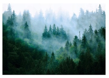 FOTOTAPETA LAS WE MGLE NATURA DRZEWA SKANDYNAWSKA TAPETA ŚCIENNA 368x254