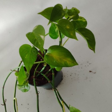 Epipremnum pinnatum Aureum II gat.