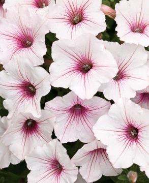 Supertunia Vista sadzonka Silverberry V1