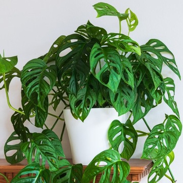 Monstera Adansonii Jak SZWAJCARSKI SER Zielona Adansona - Kuzynka Deliciosy