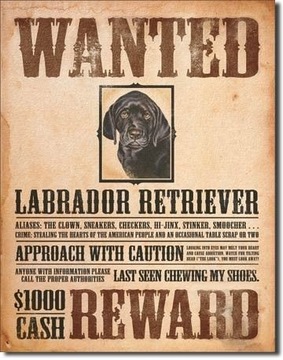 Metalowy plakat USA Myśliwski pies Retriever