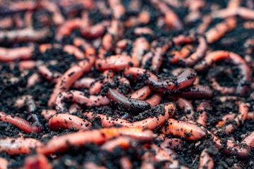 КАНАДСКАЯ ПРИТУПЛЕННОСТЬ 50 ШТ. ЖИВАЯ С ЕДОЙ