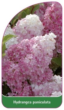 Hydrangea paniculata - etykiety szkółkarskie