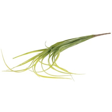 Symulowany taniec orchidei z trawą cebulową (zielony) 1