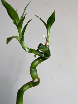 Lucky Bamboo Spirale Bambus DRACENA 50 cm