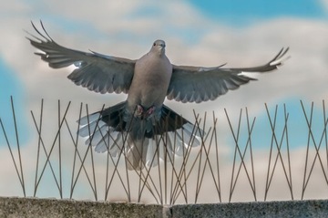 САМЫЕ ТОЛСТЫЕ СИЛЬНЫЕ ШИПЫ ДЛЯ ПТИЦ, ГОЛУБИ, ШИП ИЗ НЕРЖАВЕЮЩЕЙ СТАЛИ ПРОТИВ ПТИЦ