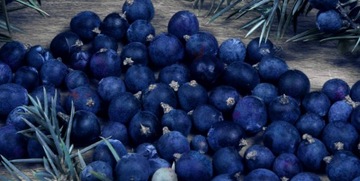 Jfenzi THRONE ONLY MEN EDP Gabbana K ДУХИ