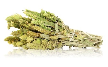 Gojnik suszony kwiat z łodygą certyfikat BIO 100 g