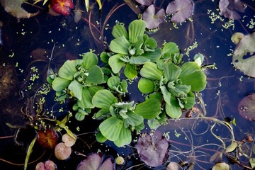 Pistia Pływająca do oczka Oczyszcza Natlenia Wodę