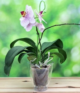 Крышка для вазона Coubi ORCHID, ПРОЗРАЧНАЯ