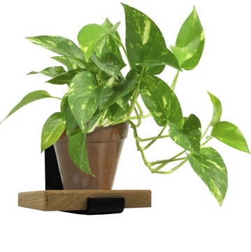 СОВРЕМЕННАЯ НАСТЕННАЯ ПОДСТАВКА ДЛЯ ЦВЕТОВ LOFT НАСТЕННАЯ ПОЛКА ДЕРЕВЯННАЯ ДУБОВАЯ ОСНОВА 20x20