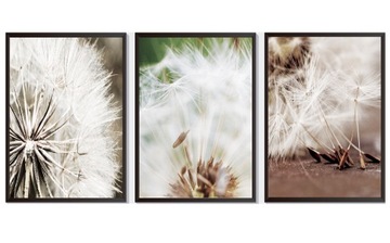 OBRAZY PLAKATY ZESTAW 3 SZTUKI A3 30,00 x 40,00 cm DMUCHAWCE BOHO