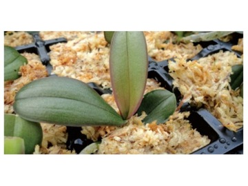 MECH SPHAGNUM NA RATUNEK STORCZYK 38x28mm nowozelandzki 10ST marina-comfort