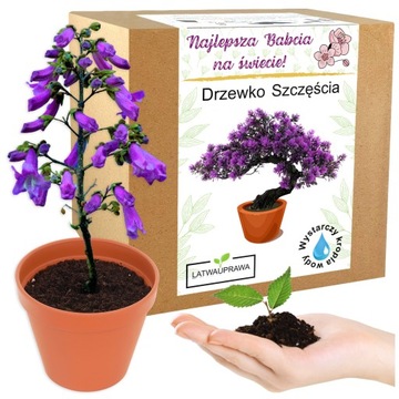 Prezent na Dzień Babci drzewko szczęścia bonsai kwiaty prezent dla babci
