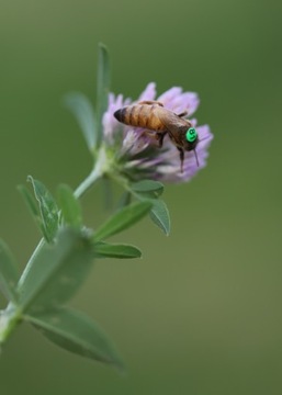 BuckFast KB Пчелиная матка