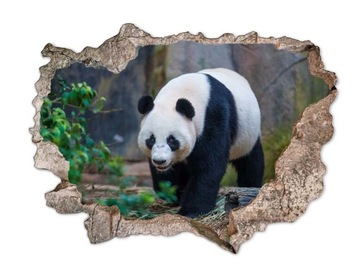 Naklejka na ścianę dziura 3D fototapeta panda