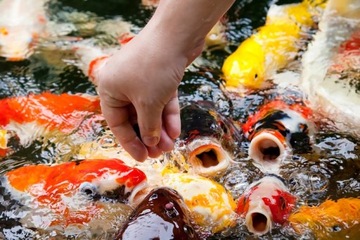 Еда для рыбы koi carp food mible pond 20l