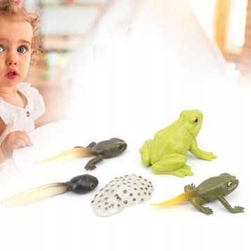 Научная модель жизненного цикла цикла роста животных