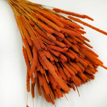 Тимофеевка сушеная - красная