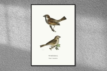 Графика SQUIRRED BIRDS OF POLAND из старого атласа птиц 21x30 (A4)
