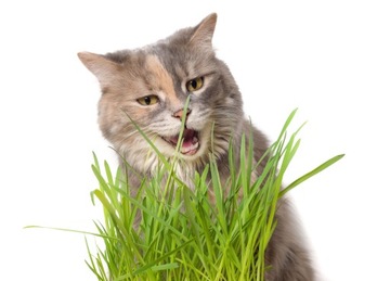 KOCIA TRAWA Cyperus Zumula Trawa dla kota KOCI PRZYSMAK - Naturalny Produkt