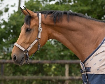 QHP Kantar с Focus Cob