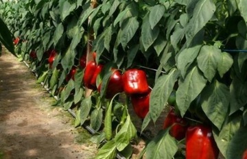 ШПИЛЬКИ КАПЕЛЬНОЙ ЛИНИИ 100 ШТ.