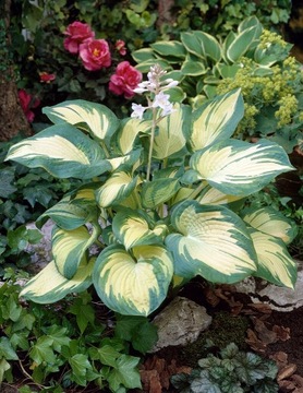 FUNKIA Great Expectations Hosta do ogrodu