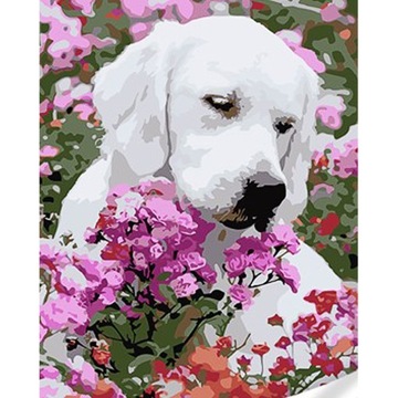 MALOWANIE PO NUMERACH obraz na prezent Labrador w magicznych kwiatach 30x40