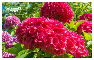 Осеннее удобрения для гидравлирования рододендронов магнолия кислоты азальская кислота AKI 1,5 кг