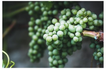 ИЗЮМ сублимированный 100г цельные сублимированные фрукты качество LIO