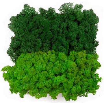 Mech Chrobotek Reniferowy MIX 2 KOLORÓW PREMIUM