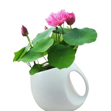 100 Nasion Lotosu Mini Non GMO Nasion Lotosu Bonsai Do Ogrodu