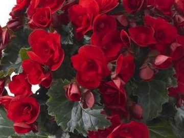 Begonia Cottage Vermillion Red P11 czerwona piękne pełne kwiaty
