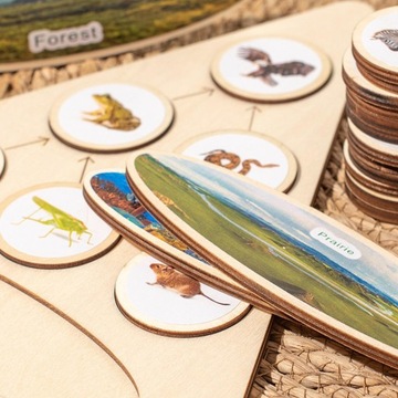 Лоток с жизненным циклом игрушек Монтессори, флеш-карты, стадия роста, треугольник