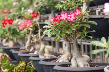 ПОДАРОЧНЫЙ НАБОР НА ДЕНЬ ВАЛЕНТИНА ВЫРАЩИВАНИЕ ПУСТЫННОЙ РОЗА ВЕЧНАЯ РОЗА ДЛЯ ЖЕНЩИН