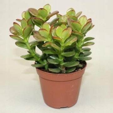 Crassula ovata 'Sunset' — толстянка, «дерево счастья»
