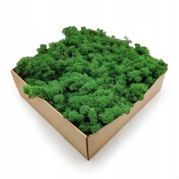 50 г НОРВЕЖСКОГО зеленого оленьего мха