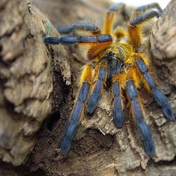 Harpactira pulchripes тарантул L2