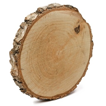 Plaster drewna o śr. 15-20 cm, gr. 2 cm - 1 szt