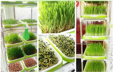 Ящик для рассады, семян, посевной сосуд, контейнер, БОЛЬШОЙ ПОДДОН