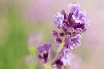 КОМПО ЗЕМЛЯ ДЛЯ ЛАВАНДОВЫХ КЛЕМЕТИСОВ КОРОБКИ ЛИЛИ