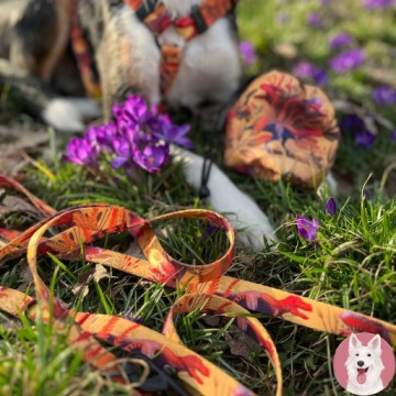 LANYARD двойной ремень для 2 крупных собак 1,38 м 2,5 см рисунок DINOSAURS