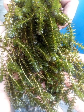 20x MOCZARKA Elodea do oczka Natlenia Oczyszcza