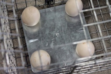 Клетка-ловушка Live Trap Marten Mercy Minks + БЕСПЛАТНО