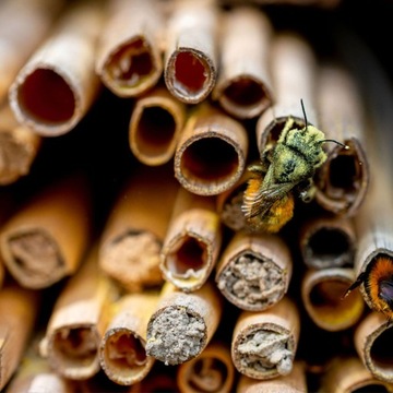 Сотовые трубки Mason Bee Tubes House 20 шт.